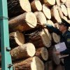 Контрабанда необработанных лесоматериалов