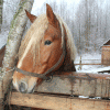 Живые лошади – живая контрабанда