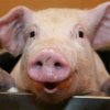Расширен список санкционых товаров - под санкции попали свинина и животные жиры