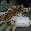 Пресечена крупнейшая контрабанда дериватов амурского тигра и медведей