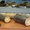 257 фрагментов бивней мамонта передали благовещенские таможенники в научный центр Амурской области