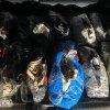 В Приморье пресечен контрабандный вывоз  трепанга  и женьшеня  стоимостью 85 млн рублей